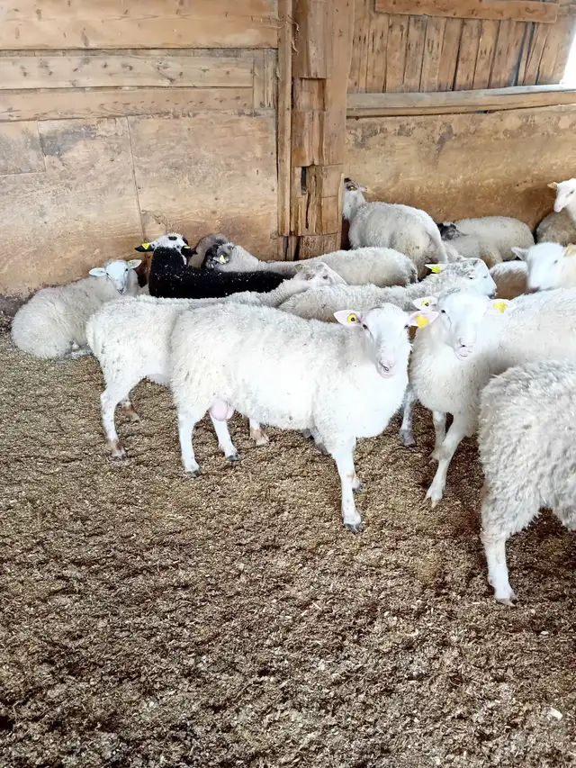 Agneaux pour la fête - Photo 2