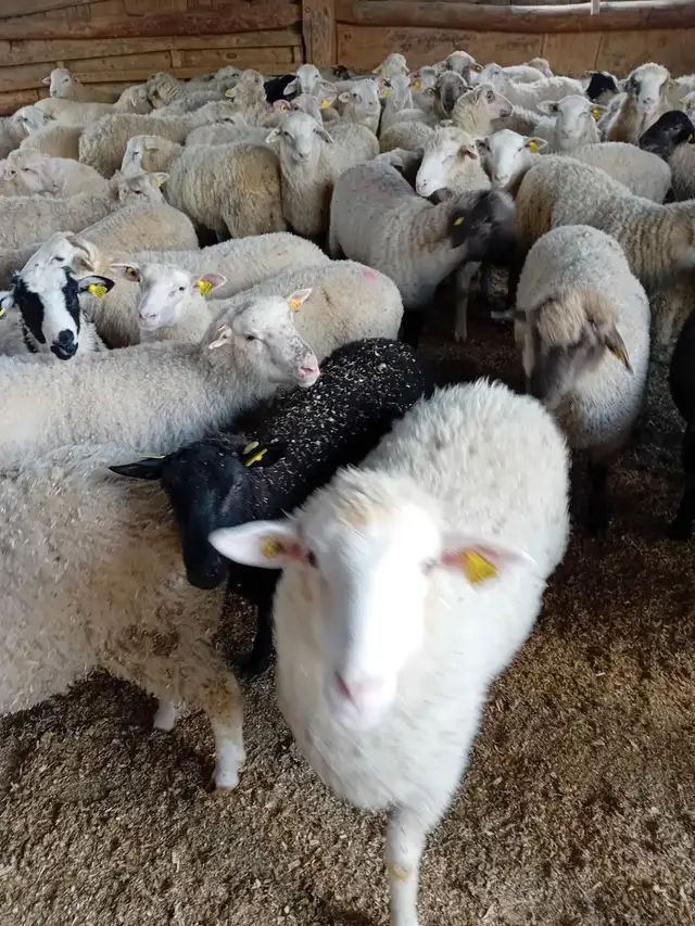 Agneaux pour la fête - Photo 3