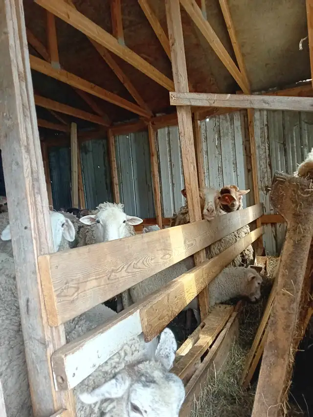 Agneaux pour la fête - Photo 4