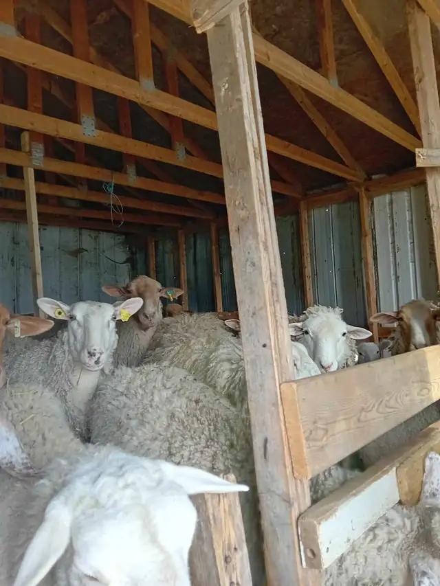 Agneaux pour la fête - Photo 5