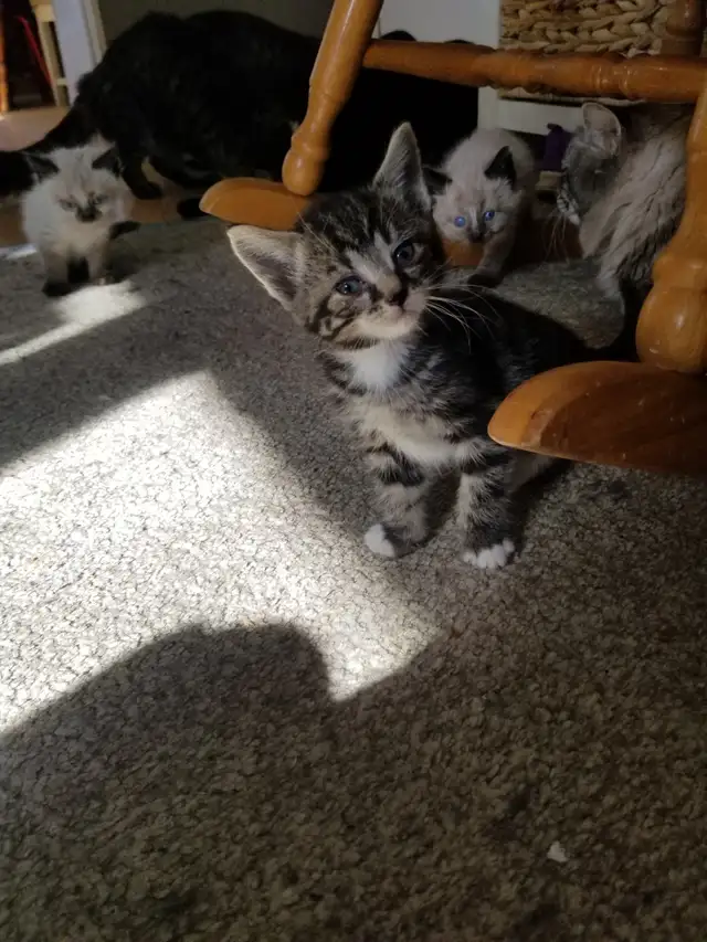 Kittens available - Photo 2