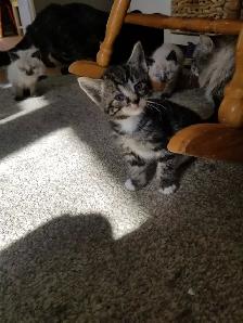 Kittens available - Photo 2