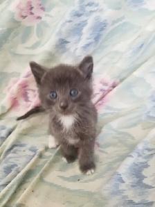 Kittens available - Photo 3