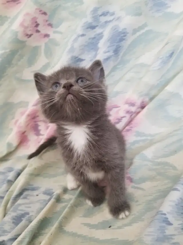 Kittens available - Photo 4