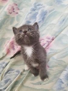Kittens available - Photo 4