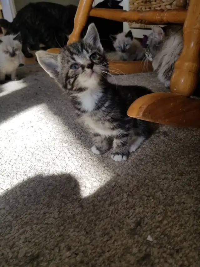 Kittens available - Photo 5