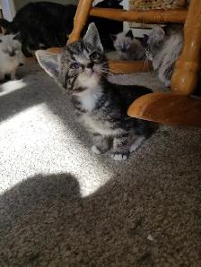 Kittens available - Photo 5