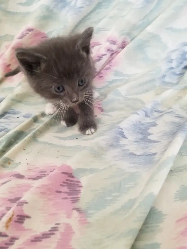 Kittens available - Photo 6