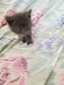 Kittens available - Photo 6