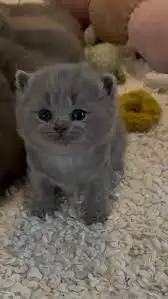 ‼️⚠️BEWARE OF SCAM – BRITISH SHORTHAIR KITTENS⚠️‼️
