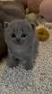 ‼️⚠️BEWARE OF SCAM – BRITISH SHORTHAIR KITTENS⚠️‼️