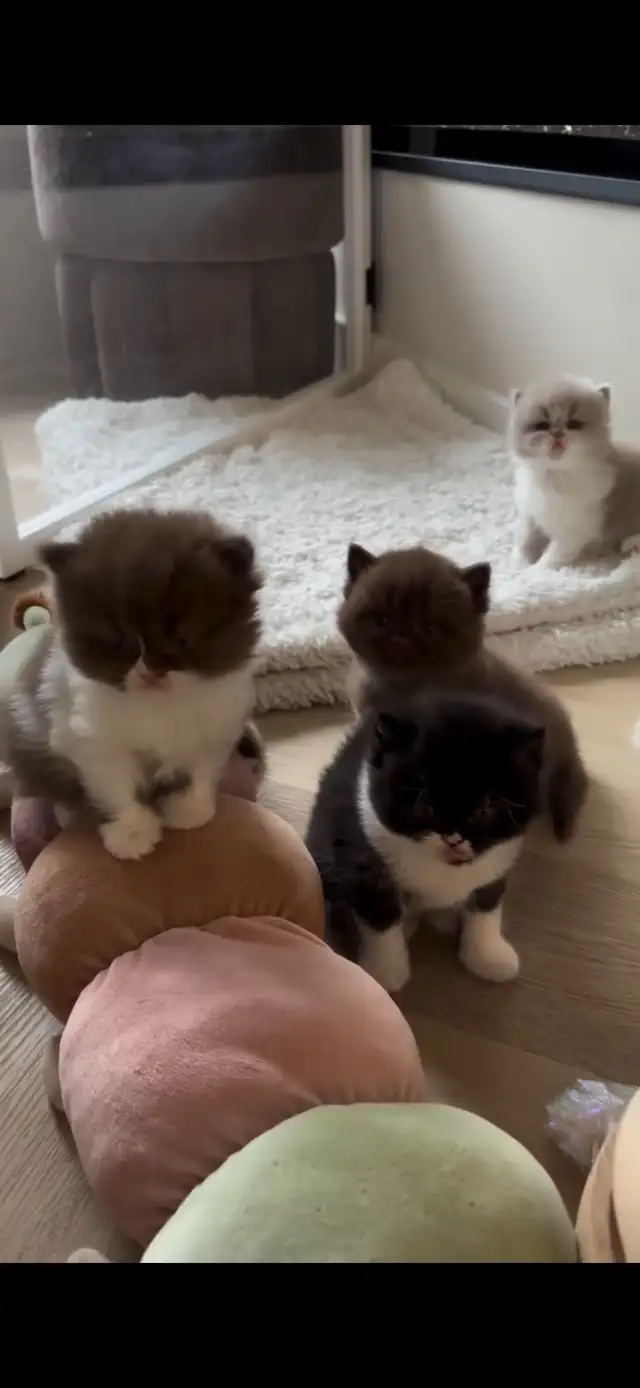 ‼️⚠️BEWARE OF SCAM – BRITISH SHORTHAIR KITTENS⚠️‼️ - Photo 2
