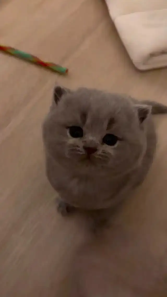 ‼️⚠️BEWARE OF SCAM – BRITISH SHORTHAIR KITTENS⚠️‼️ - Photo 3