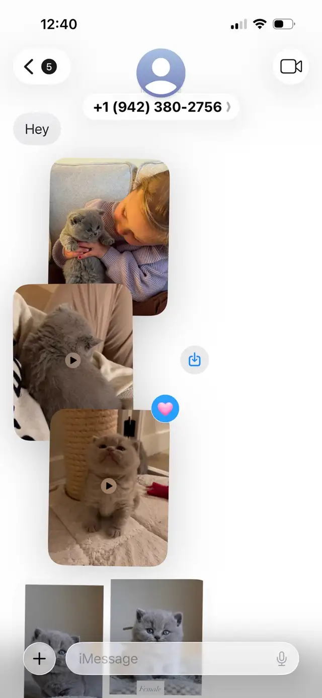 ‼️⚠️BEWARE OF SCAM – BRITISH SHORTHAIR KITTENS⚠️‼️ - Photo 4