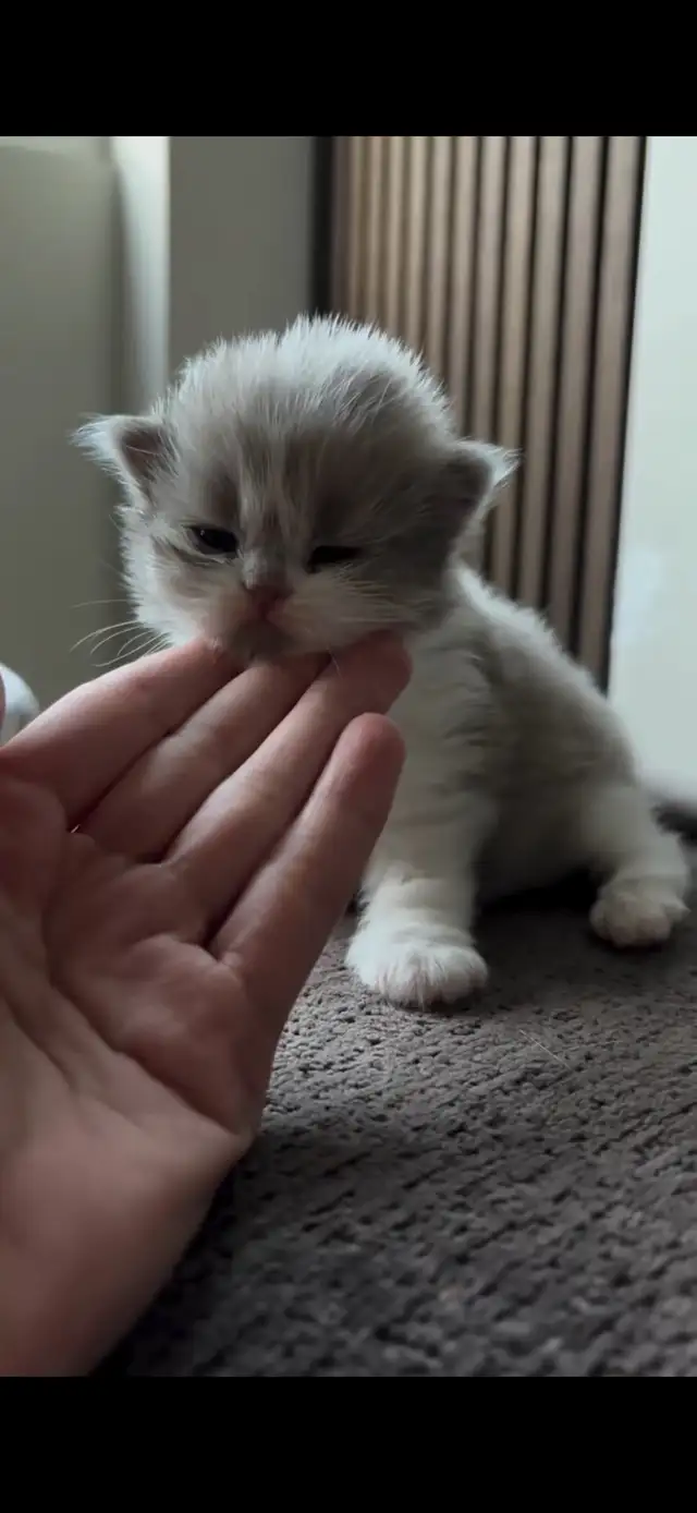 ‼️⚠️BEWARE OF SCAM – BRITISH SHORTHAIR KITTENS⚠️‼️ - Photo 5