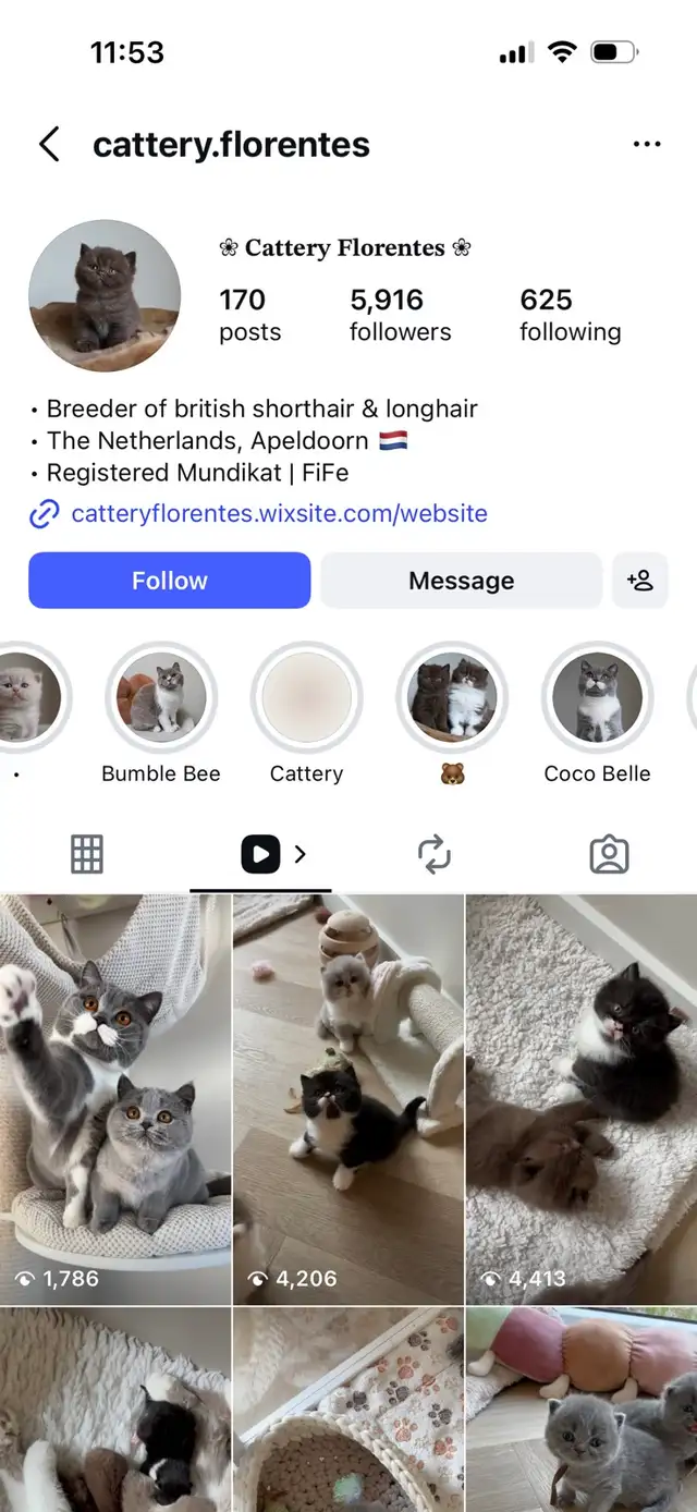 ‼️⚠️BEWARE OF SCAM – BRITISH SHORTHAIR KITTENS⚠️‼️ - Photo 6