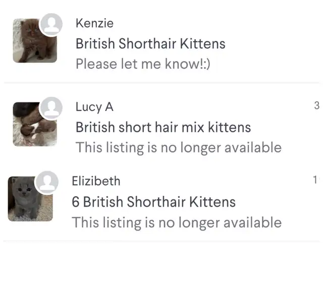 ‼️⚠️BEWARE OF SCAM – BRITISH SHORTHAIR KITTENS⚠️‼️ - Photo 7
