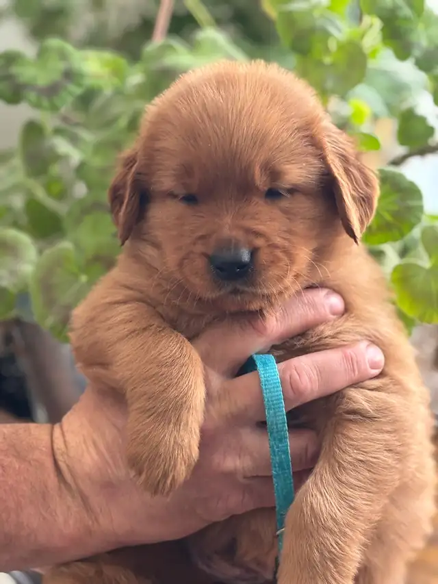 Magnifiques chiots Golden Retriever roux et doré foncé