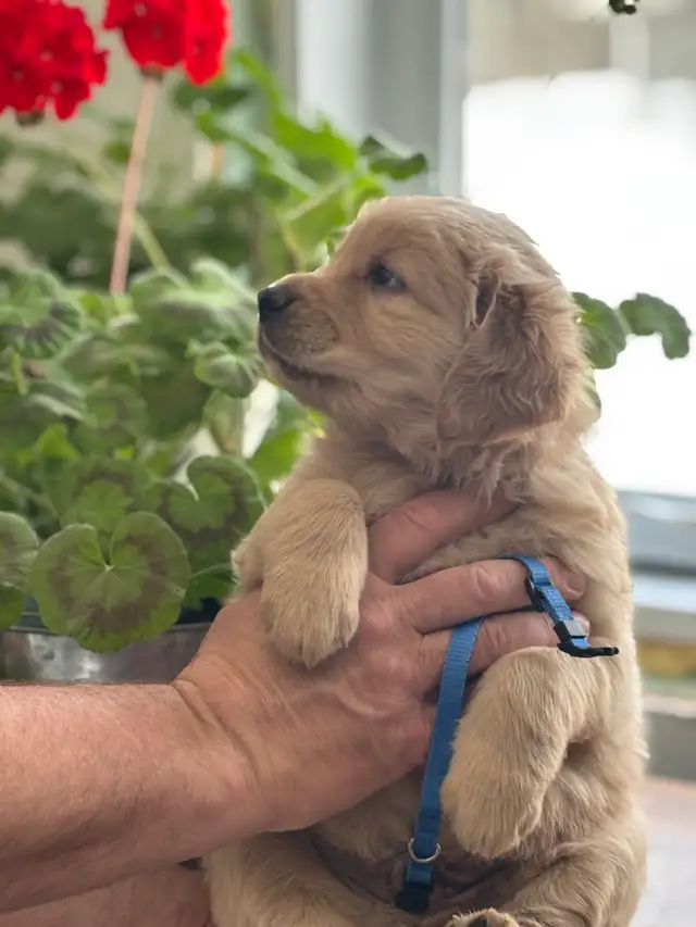 Magnifiques chiots Golden Retriever roux et doré foncé - Photo 2