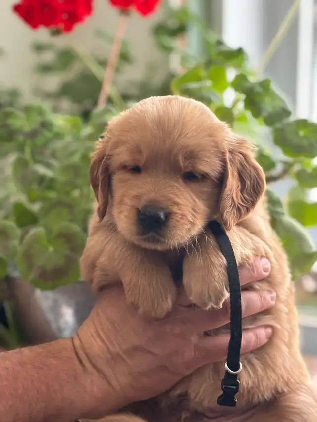 Magnifiques chiots Golden Retriever roux et doré foncé - Photo 3