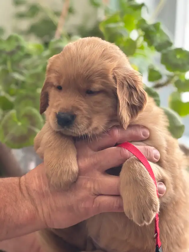 Magnifiques chiots Golden Retriever roux et doré foncé - Photo 4