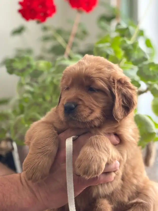 Magnifiques chiots Golden Retriever roux et doré foncé - Photo 5