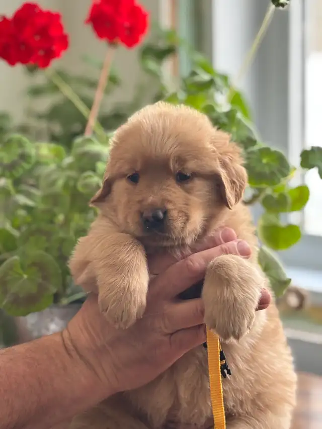 Magnifiques chiots Golden Retriever roux et doré foncé - Photo 6