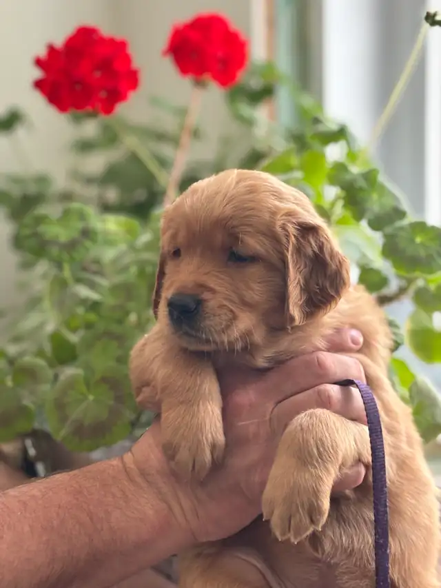 Magnifiques chiots Golden Retriever roux et doré foncé - Photo 7