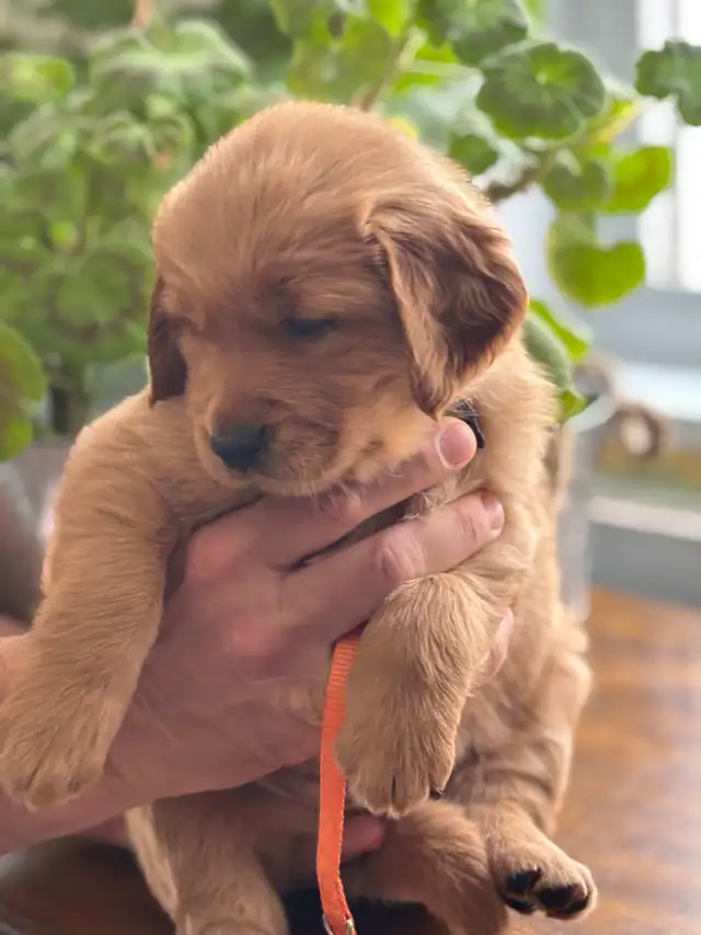 Magnifiques chiots Golden Retriever roux et doré foncé - Photo 8