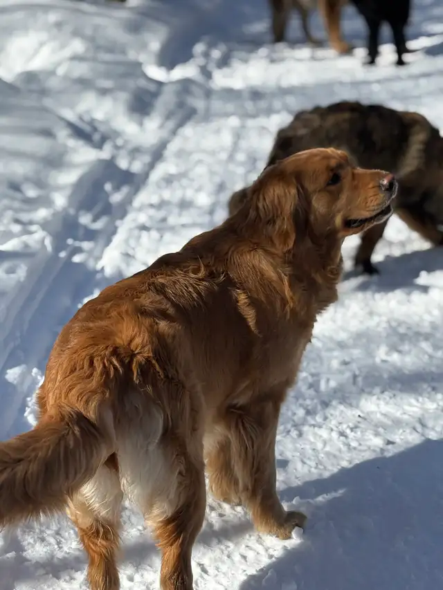 Magnifiques chiots Golden Retriever roux et doré foncé - Photo 9