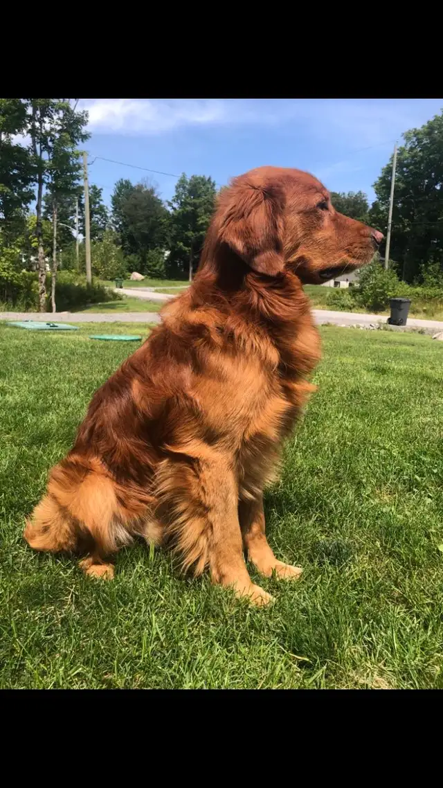 Magnifiques chiots Golden Retriever roux et doré foncé - Photo 10