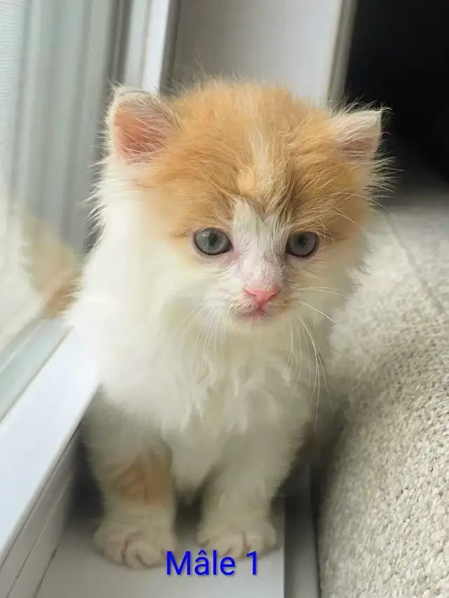 3 Chatons Mâle et Femelle