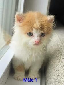 3 Chatons Mâle et Femelle