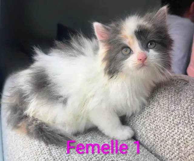 3 Chatons Mâle et Femelle - Photo 2