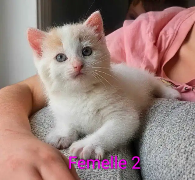 3 Chatons Mâle et Femelle - Photo 3