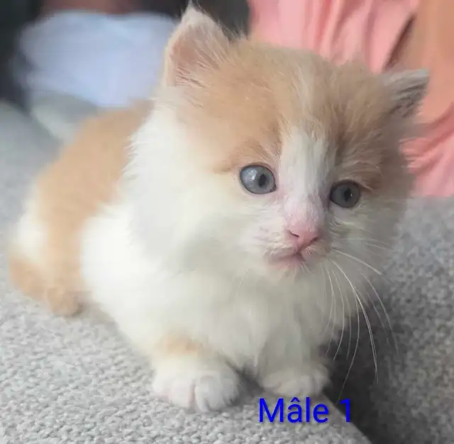 3 Chatons Mâle et Femelle - Photo 4