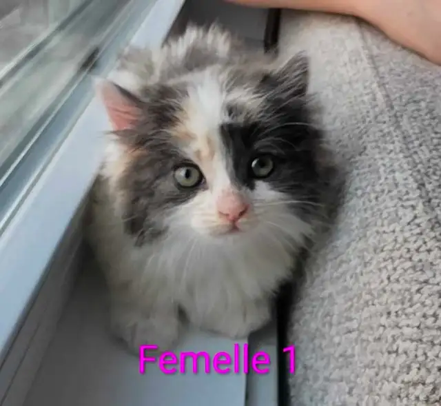 3 Chatons Mâle et Femelle - Photo 5