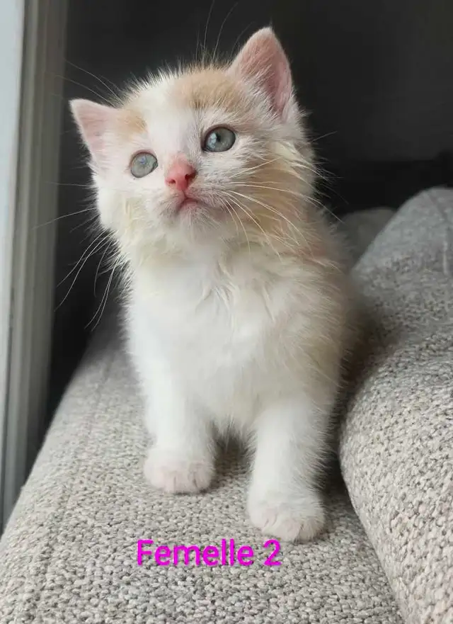 3 Chatons Mâle et Femelle - Photo 7