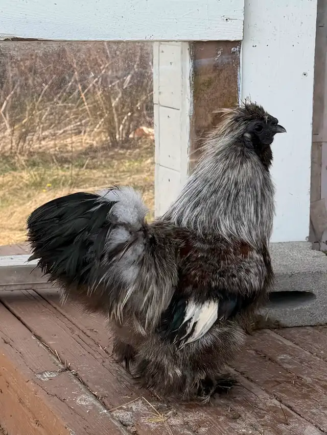 Coq soyeux à donner