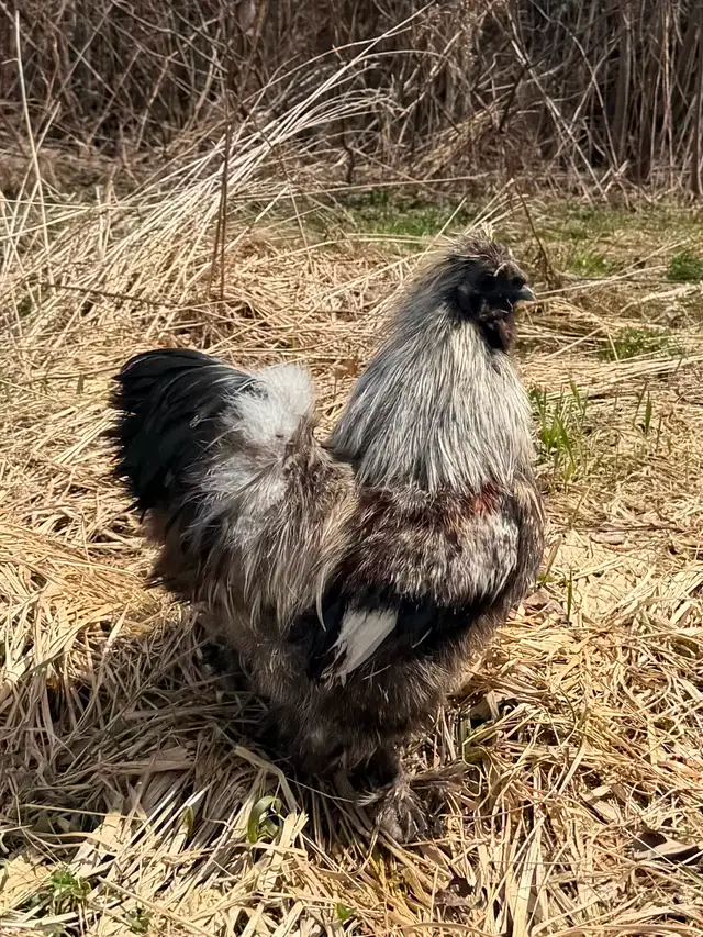 Coq soyeux à donner - Photo 2