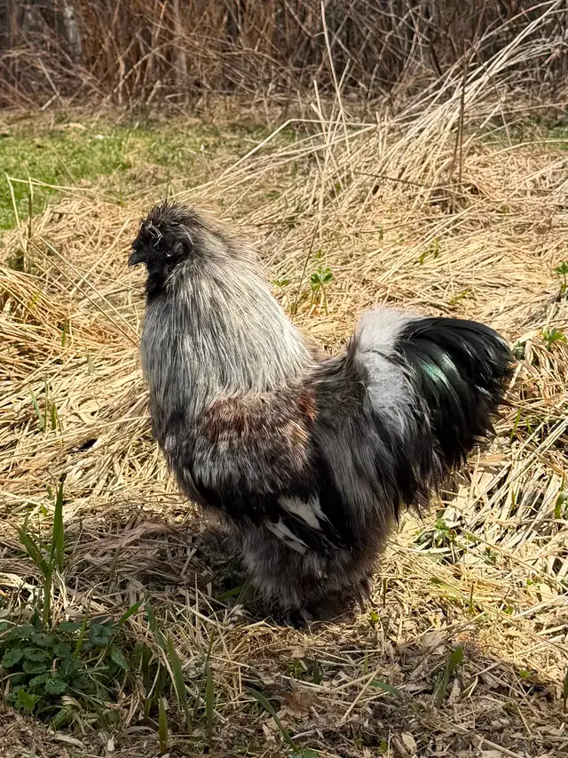 Coq soyeux à donner - Photo 3