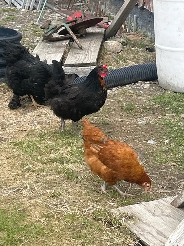 1 y/o Laying Hens