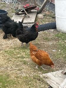 1 y/o Laying Hens