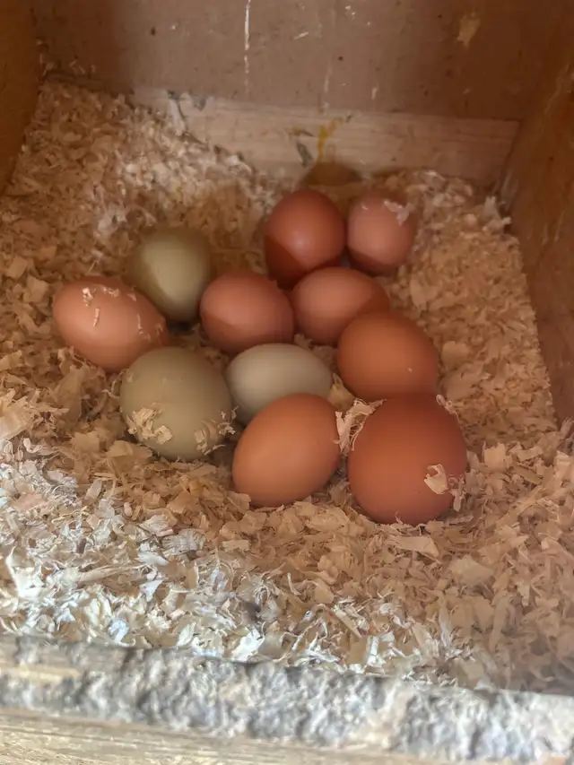 1 y/o Laying Hens - Photo 2