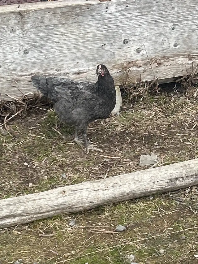 1 y/o Laying Hens - Photo 3