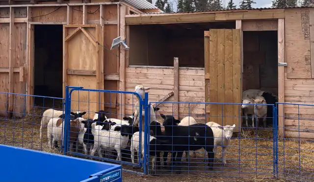 mix flock of ram lambs