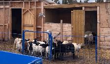 mix flock of ram lambs