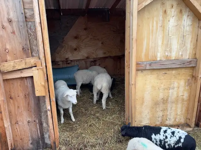 mix flock of ram lambs - Photo 2