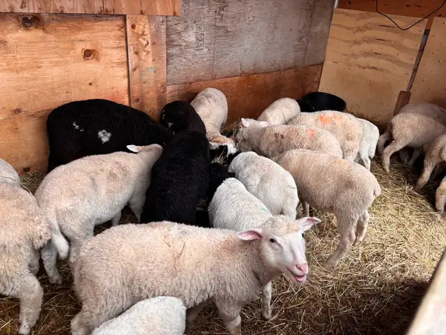mix flock of ram lambs - Photo 3