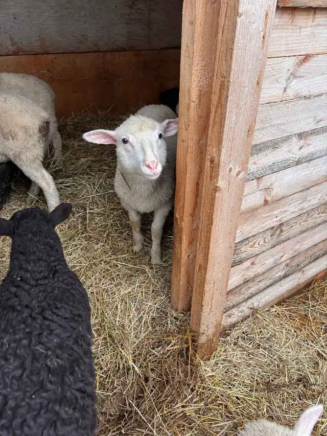 mix flock of ram lambs - Photo 4
